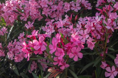 Nerium oleander bright pink flowers in bloom, green leaves on ornamental shrub branches in daylight