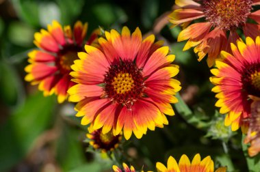 Gaillardia aristatası çiçek açan kırmızı çiçek, sık sık çiçek açan battaniye çiçeği, bir grup parlak yaprak rengi çiçek