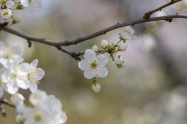 Prunus domestica italica greengages plums tree in bloom, beautiful rich flowering branches in sunny springtime