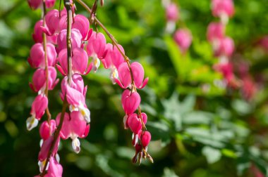 Dicentra spektabilis kanayan kalp çiçekleri çiçek şeklinde güzel Lamprocapnos parlak pembe çiçekli bitki