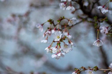 Prunus incisa Kojou-no-mai flowering early spring ornamental tree, beautiful small bright white flowers in bloom on branches