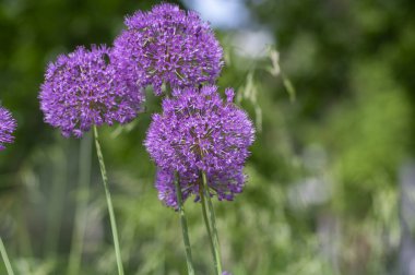 Allium hollandicum Pers soğanı sarımsak mor sansasyonel yağmur çiçekleri çiçek açan süs çiçekleri