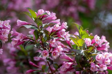 Weigela florida tango cultivated small flowering shrub, purple pink small flowers in bloom on branches, green leaves