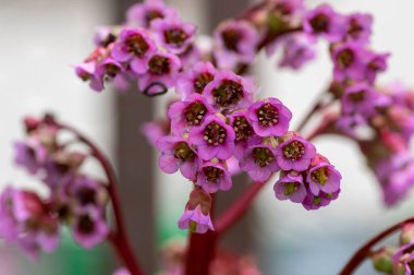 Bergenia crassifolia heartleaf elefant ears flowers on tall stem in bloom, bright pink purple flowering springtime plant