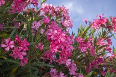 Nerium oleander bright pink flowers in bloom, green leaves on ornamental shrub branches in daylight