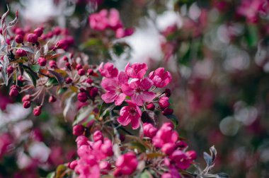 Süslü malus kraliyet ailesinden güzel elma çiçeği baharda dallarda açan mor pembe çiçekler renkli yapraklar.