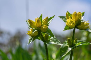 Gentiana punctata spotted gentian yellow flowers in bloom, mountain beautiful flowering wild plant