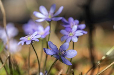 Anemone hepatica common liverwort kidneywort flowers in bloom, early springtime flowering blue purple forest plants