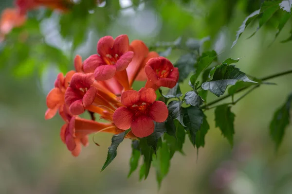 Campsis Radicans Naranja Planta Con Flores Rojas Grupo Flores Trompeta — Foto de Stock
