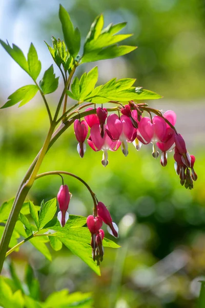 Dicentra Spectabilis Bleeding Heart Flowers Hearts Shapes Bloom Beautiful Lamprocapnos — Stock Photo, Image