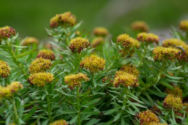 Rhodiola Rosea Golden Rose Root Flowers Bloom Bunch Flowering Traditional — Stock Photo, Image