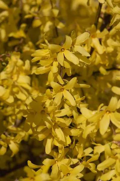 Forsythia Intermedia Border Bush Planta Con Flores Amarillas Flores Ornamentales — Foto de Stock