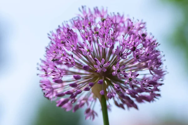 Allium Hollandicum Perzsa Hagyma Holland Fokhagyma Lila Érzés Eső Virágzó — Stock Fotó