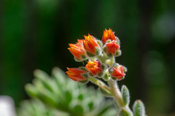 Echeveria Setosa Mexican Fire Cracker Bright Orange Flowers Bloom Evergreen — Stock Photo, Image