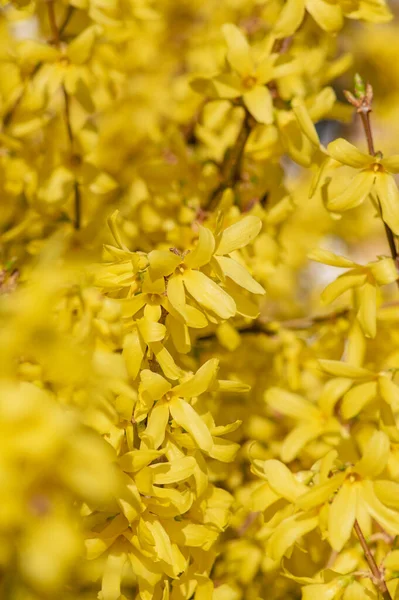 Forsythia Intermedia Border Bush Yellow Flowering Plant Ornamental Flowers Bloom — Stock Photo, Image