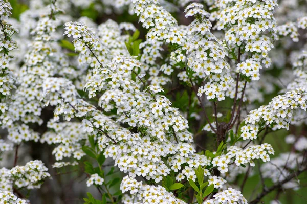 Spiraea Cinerea White Flowering Plant Shrub Branches Gray Grefsheim Beautiful — Stock Photo, Image