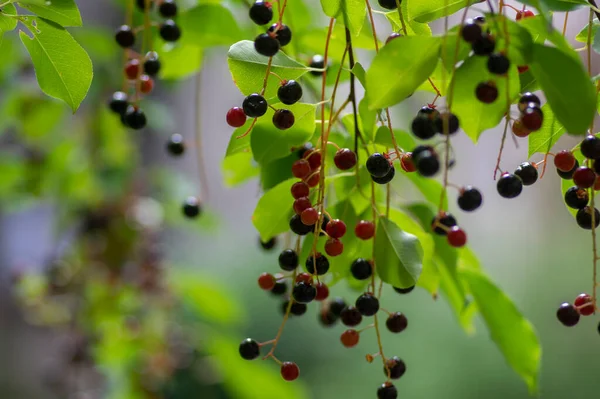 stock image Prunus padus bird cherry hackberry tree branches with hanging black and red fruits, green leaves in autumn daylight, herbal berry medicine