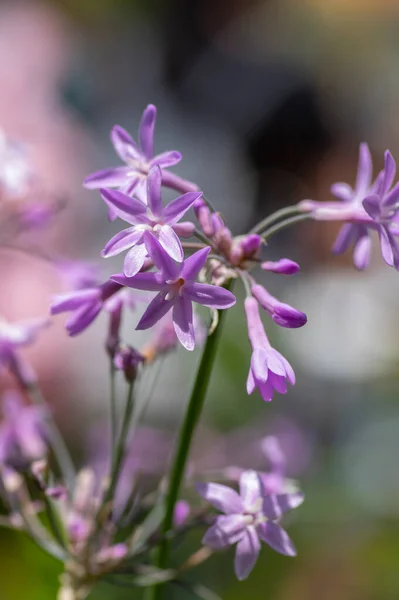 Tulbaghia violacea society garlic flowers in bloom, light pink agapanthus spring bulbs flowering mexican plant