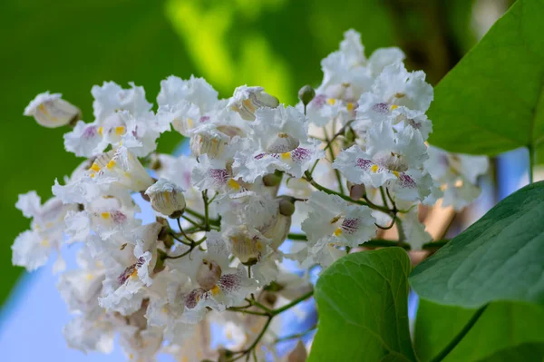 stock image Catalpa bignonioides indian-bean-tree medium sized deciduous ornamental flowering tree, branches with groups of white flowers in bloom and green leaves