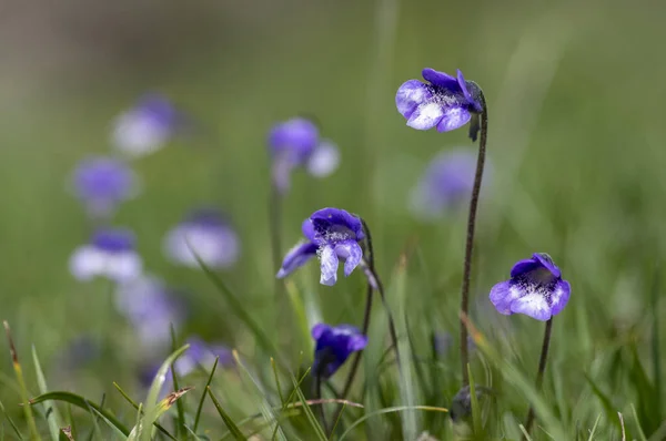 在草甸上开满了花 紫色的蓝色小花 是一种普通的蝴蝶 多年生的肉食性花 — 图库照片