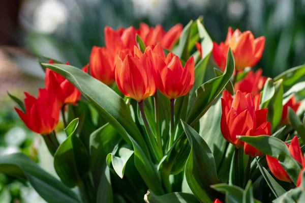 Amazing garden field with tulips of various bright rainbow color petals, beautiful bouquet of small red Tulipa praestans Fusilier