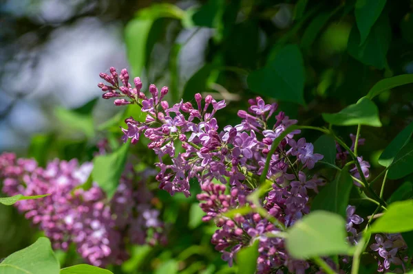 Syringa Vulgaris Violet Purple Flowering Bush Groups Scented Flowers Branches — Zdjęcie stockowe