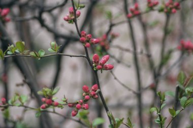 Chaenomeles japonica maules quince quince çiçekli çalı, güzel pembe renkli çiçekler bahar dallarında çiçek açar