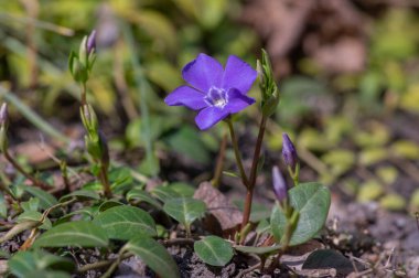Vinca minör minör küçük menekşe çiçekleri çiçek, yaygın menekşe çiçekleri çiçek, mavi mor sürünen süs çiçeği
