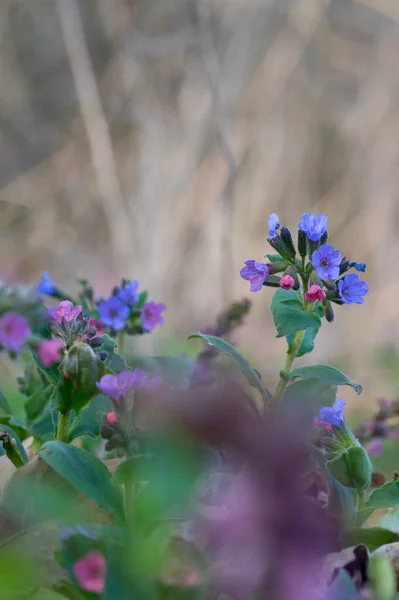 Pulmonaria Officinalis Wild Blühende Waldpflanze Gruppe Blauviolett Violett Rosa Blüten — Stockfoto