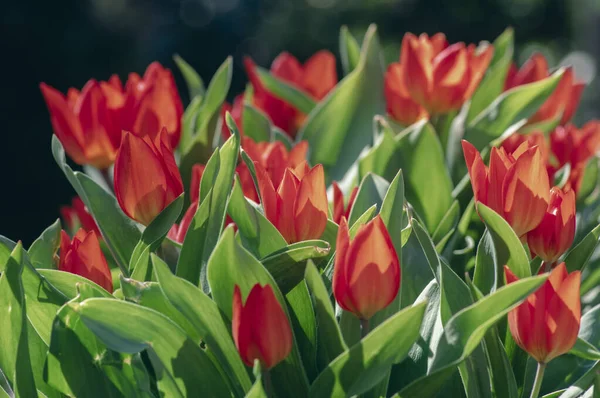 Удивительное Садовое Поле Тюльпанами Различных Ярких Радужных Лепестков Цвета Красивый — стоковое фото