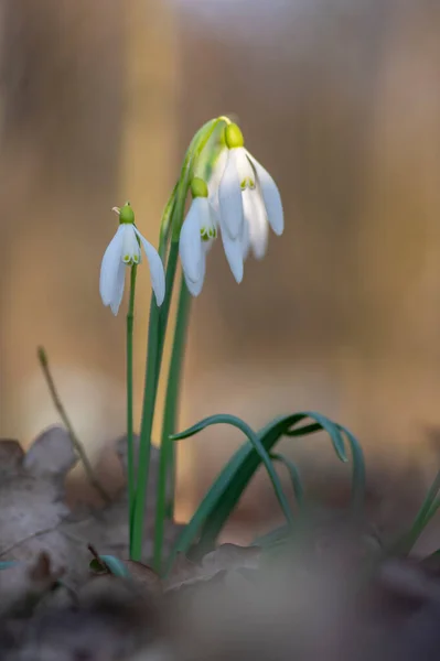 Galanthus Nivalis Kwitnące Rośliny Jasne Białe Wspólne Opady Śniegu Rozkwicie — Zdjęcie stockowe