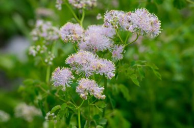 Thalictrum aquilegiifolium siberian columbine meadow-rue pembesi çiçek açan çiçekler, yaban alp çiçekleri, yeşil yapraklar