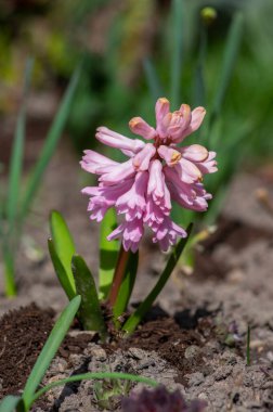 Hyacintus orientalis early spring flowering plant in bloom, group of ornamental flowering pink flowers in the garden
