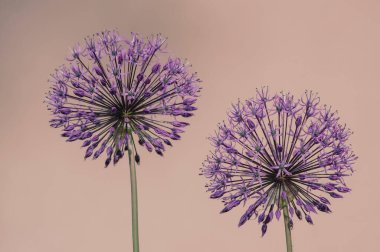 Allium hollandicum Pers soğanı sarımsak mor sansasyonel yağmur çiçekleri çiçek açan süs çiçekleri