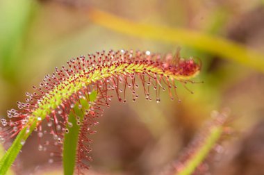 Etçil tropikal sürahi bitkilerine ya da çiçekli maymun bardaklarına ihtiyaç duyar