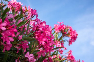 Nerium oleander bright pink flowers in bloom, green leaves on ornamental shrub branches in daylight