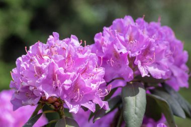 Azalea japonica blue jay purple white spotted bunch of colorful flowers in bloom, beautiful flowering plant branches
