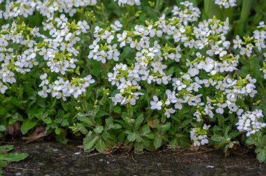 Arap Kafkasya Süs Bahçesi çiçek açan parlak beyaz çiçekler, Bahçedeki dağ kayaları teresi açan bitkiler