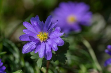 Anemone blanda Grecian winter windflower flowers in bloom, beautiful ornamental blue violet plants in bloom in springtime