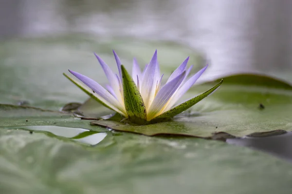 Nymphaea Caerulea Savigny Water Lily Plant Bloom Beautiful Flowering Lotus — Stock Photo, Image