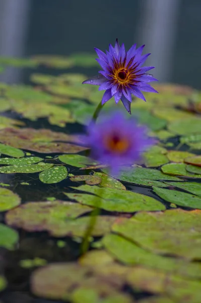 Nymphaea Caerulea Zanzibarensis Водяной Лилии Цветут Красивые Цветущие Цветы Лотоса — стоковое фото