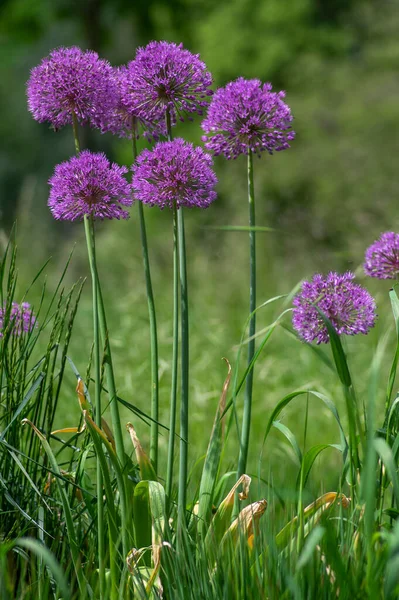 Allium Hollandicum Persisk Lök Holländsk Vitlök Lila Känsla Regn Blommande — Stockfoto