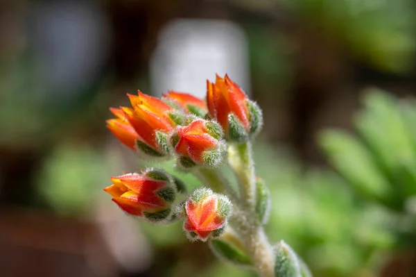 Echeveria setosa mexican fire cracker bright orange flowers in bloom, evergreen succulent flowering ornamental plant