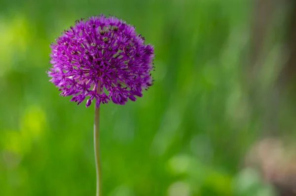 Allium Hollandicum Perski Cebula Holenderski Czosnek Fioletowy Uczucie Deszcz Kwitnący — Zdjęcie stockowe