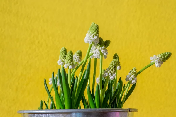 stock image Muscari aucheri grape hyacinths white flowering flowers, group of bulbous plants in bloom, green leaves on bright yellow background