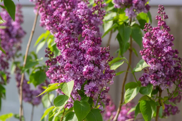 Syringa Vulgaris Violet Purple Flowering Bush Groups Scented Flowers Branches — ストック写真