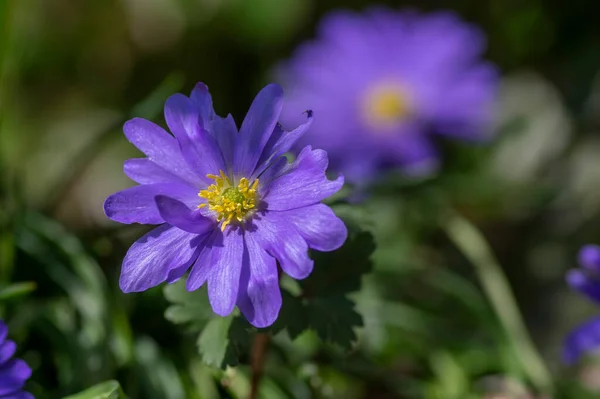 Anemone Blanda Grecian Winter Windflower Flowers Bloom Beautiful Ornamental Blue — Stock Photo, Image