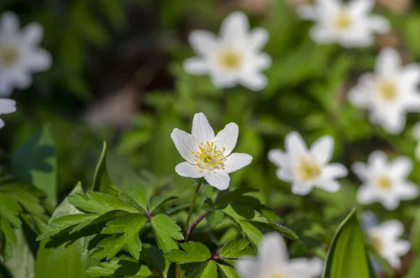 Anemonoides nemorosa wood anemone white flower in bloom, springtime flowering bunch of wild plants with green leaves