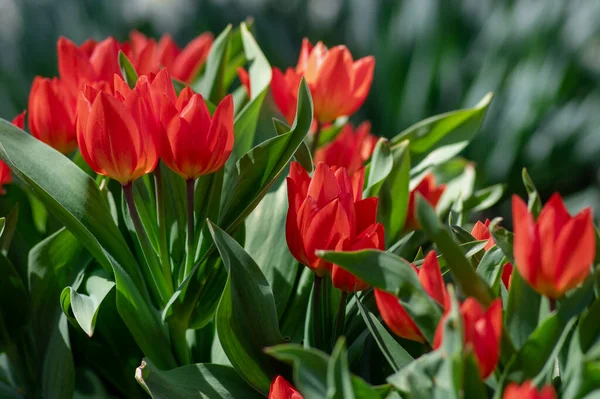 Удивительное Садовое Поле Тюльпанами Различных Ярких Радужных Лепестков Цвета Красивый — стоковое фото