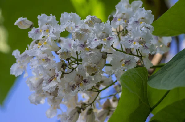 Catalpa Bignonioidok Indián Bab Közepes Méretű Lombhullató Dísznövény Virágzó Ágak — Stock Fotó